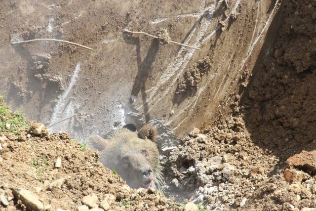 Bolu'da fotoseptik çukuruna düşen ayı 2 saatte kurtarıldı