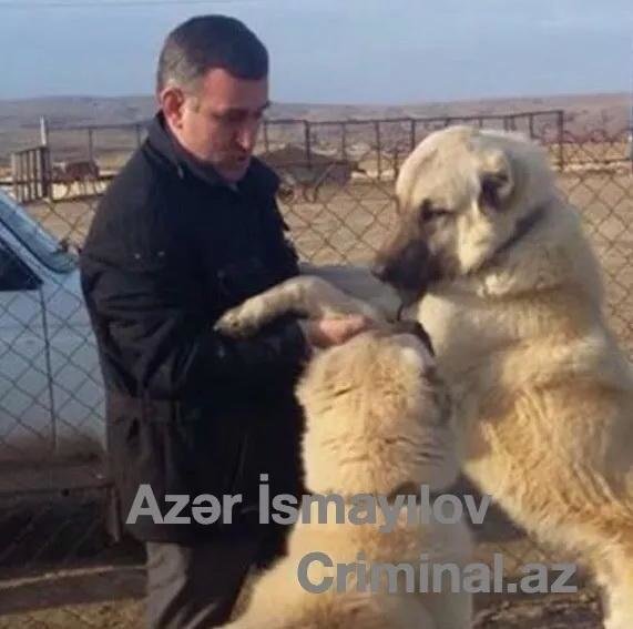 Prezidentin kəskin reaksiyasından sonra sədr dərhal HƏBS EDİLDİ - VİDEO+FOTOLAR