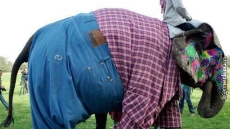 İnsanları filə çevirən XƏSTƏLİK – Bunu etməyənlər... (FOTO)