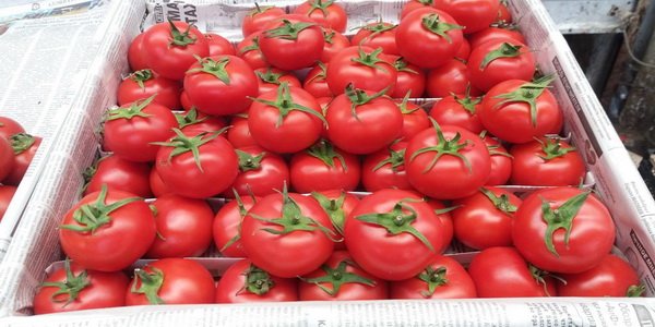 Rusiya 33 ton pomidoru Azərbaycana qaytardı