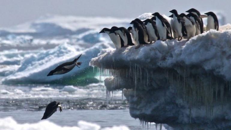 Antarktidada İNANILMAZ KƏŞF: nəsli tükənməyibmiş, milyonlarcası tapıldı