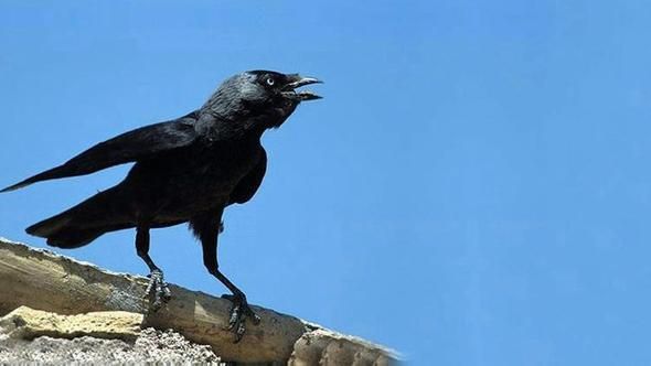 Azərbaycanda qarğalar kütləvi şəkildə qırılır - Səbəb nədir?