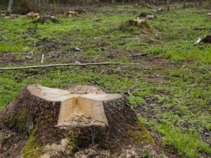 Ekologiya nazirliyi Bakıda ağacların kütləvi şəkildə qırılması barədə