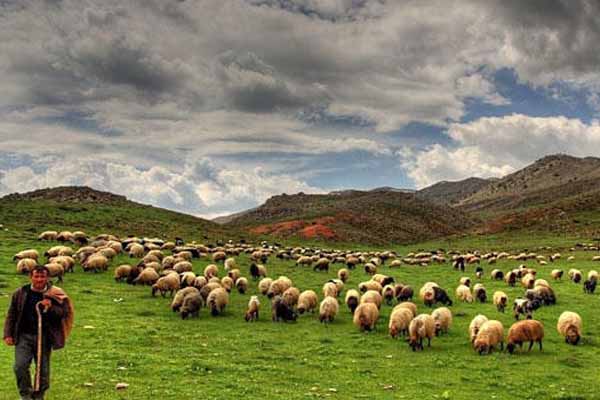 Ağdamda sel: 2 çoban və 500 qoyun xilas edildi