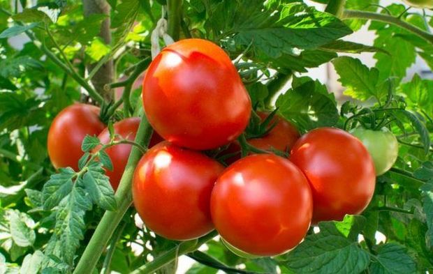 Xaçmaz pomidoru da qiyməti azaltmayacaq - VİDEO