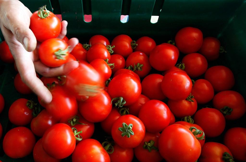Pomidor dazlaşma yaradırmış - Amerikalı kardioloq