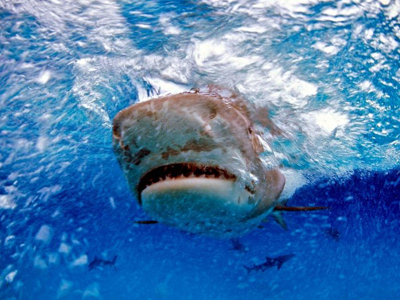 Köpək balığının mədəsindən barmağında nişan üzüyü olan insan əli çıxdı - FOTO