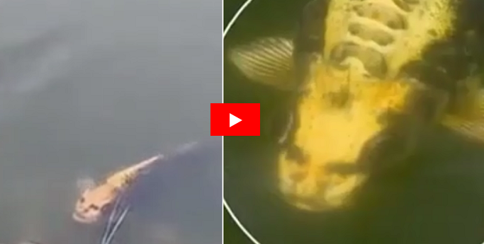 Şok İnsan üzlü balıq görüntüləndi - Video