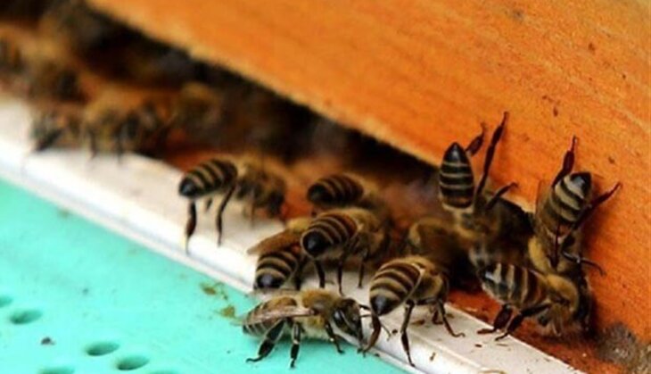 Nazirliyin 10 min arı problemi