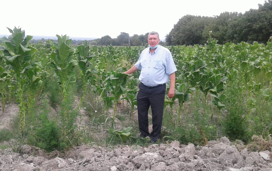 İsmayıllıda tütün tədarükünə başlanılıb