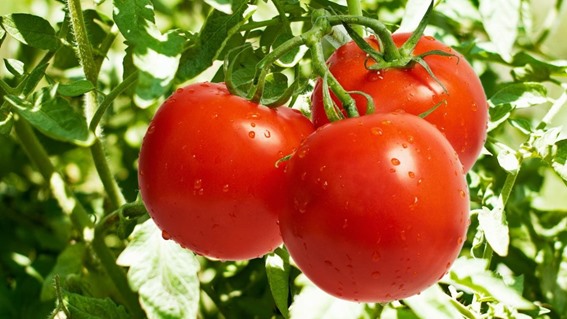 Yüksək təzyiqi olanlar pomidor yesin - SƏBƏB