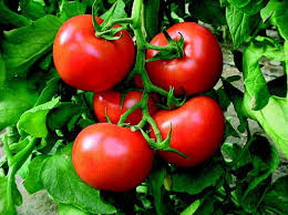Qazaxıstanın geri qaytardığı pomidorlarla bağlı - AÇIQLAMA