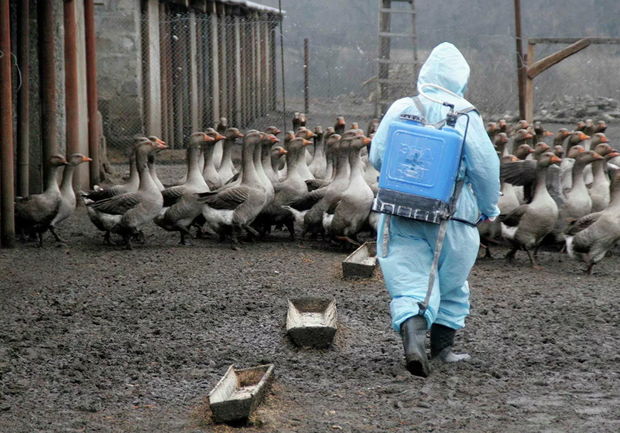Rusiyada ilk dəfə: İnsan quş qripinə yoluxdu