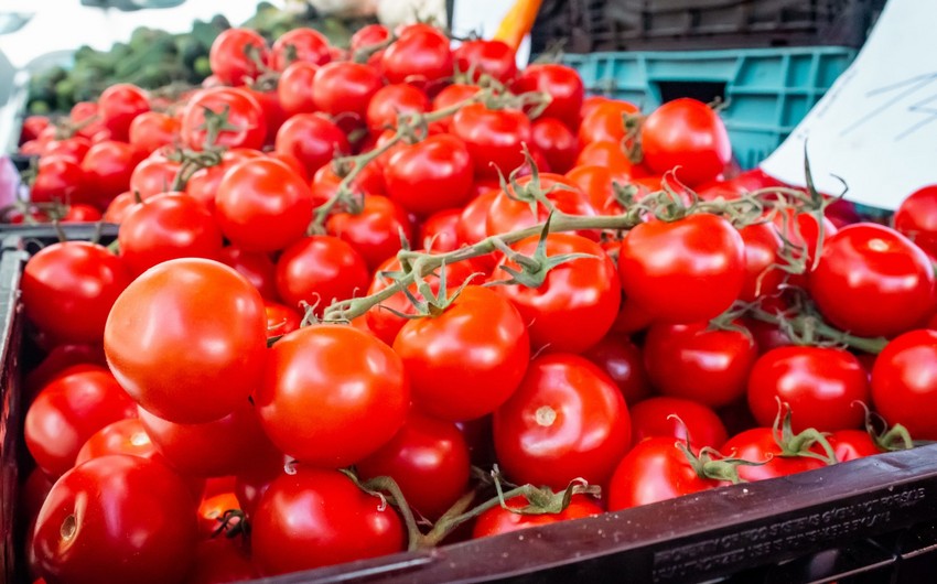 Azərbaycanın daha 7 sahibkarına Rusiyaya pomidor ixracına icazə verildi