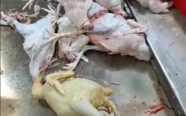 Bakıda toyuqları rəngləyib satan sex AŞKARLANDI