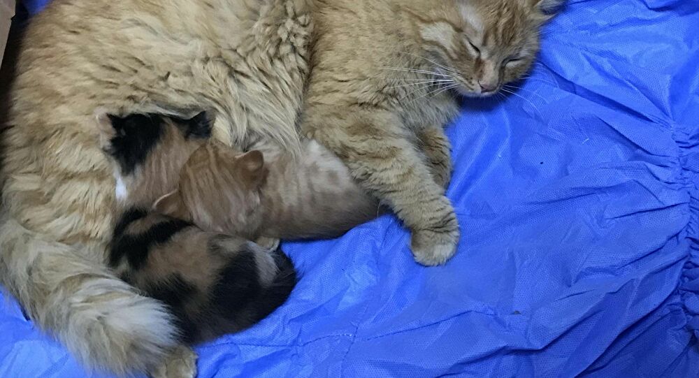 Koronavirusa yoluxduğu üçün öldürülən pişik - FOTO