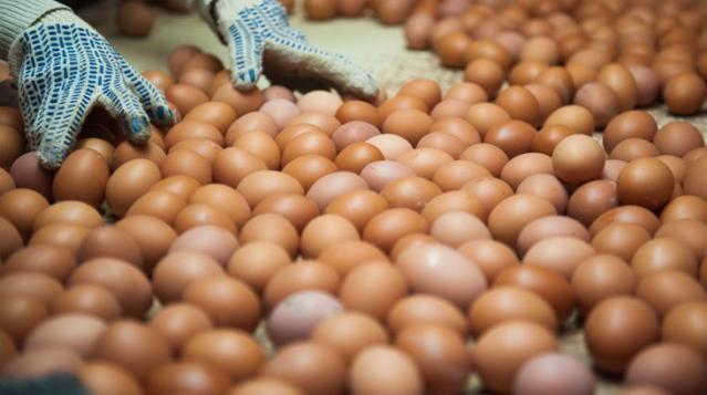 Vaksin vurduranlara yumurta paylanılacaq - Rusiyadan maraqlı addım 