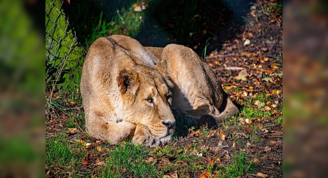 Zooparkdakı aslanlar koronavirusa yoluxdu - Dünyada İLK