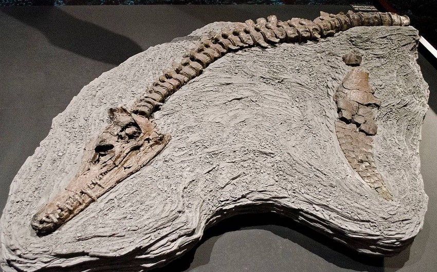 Çində naməlum dinozavr cinsinin qalıqları tapıldı