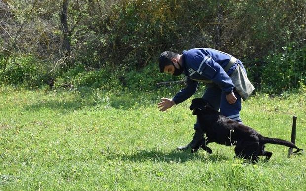 Türkiyə Milli Müdafiə Nazirliyi FHN-ə minaaxtaran itlər hədiyyə edib - FOTO/VİDEO