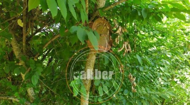 Xocavəndin ağaclarında ölümcül “meyvələr” – FOTO/VİDEO