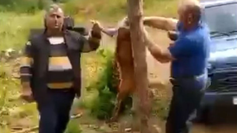 DİN Laçında cüyür ovlayan şəxslər barədə araşdırmaya başladı - VİDEO