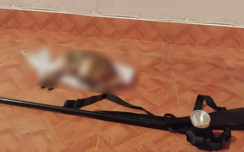 Masallıda qanunsuz ov edən şəxs saxlanıldı