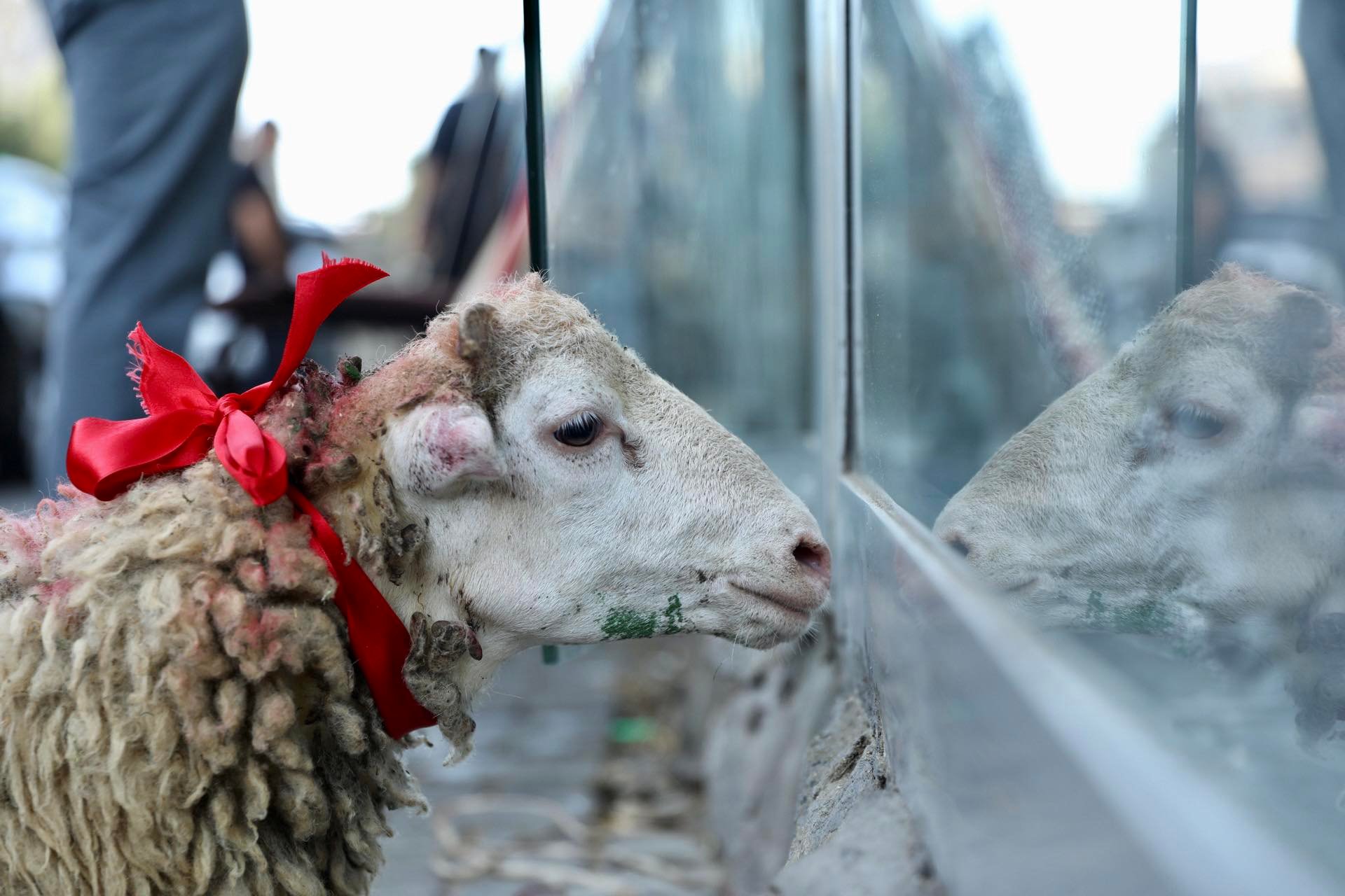 Bakıda Qurban bayramı - FOTOLAR