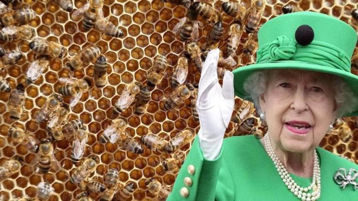 Britaniyalıların daha bir qəribə adəti: Kral arılarına kraliçanın ölümünü belə dedilər
