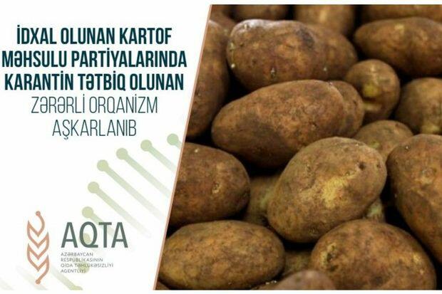Bu ölkədən gətirilən kartofda zərərverici aşkarlandı