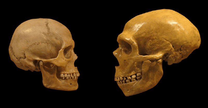 Neandertalların nəslini müharibə yox, sevgi kəsib 