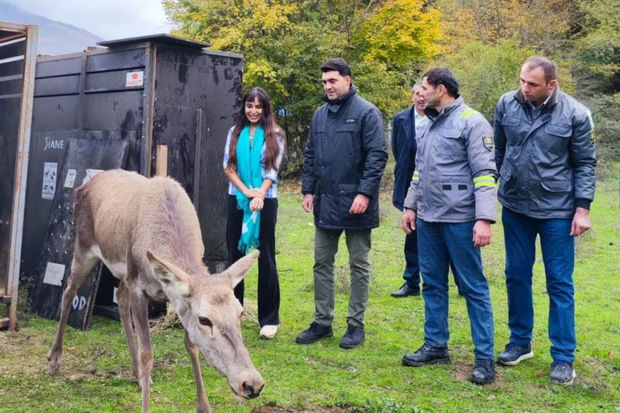 Şahdağ Milli Parkına marallar buraxıldı - FOTOLAR