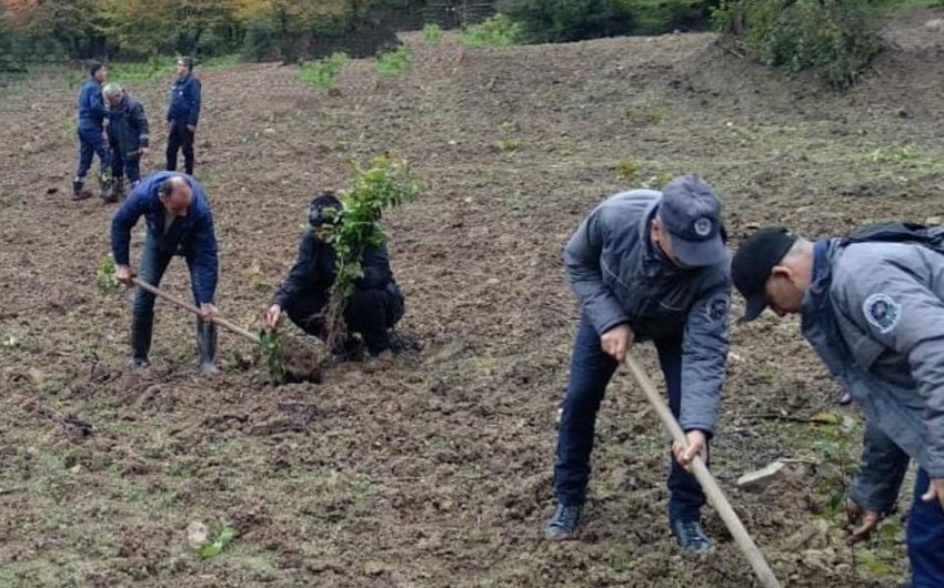 Meşə fondu torpaqlarında 400 mindən artıq ağac əkildi