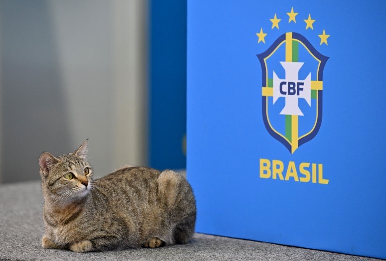 Braziliya millisinin mətbuat katibi konfrans zamanı pişiyi masadan atdı - VİDEO