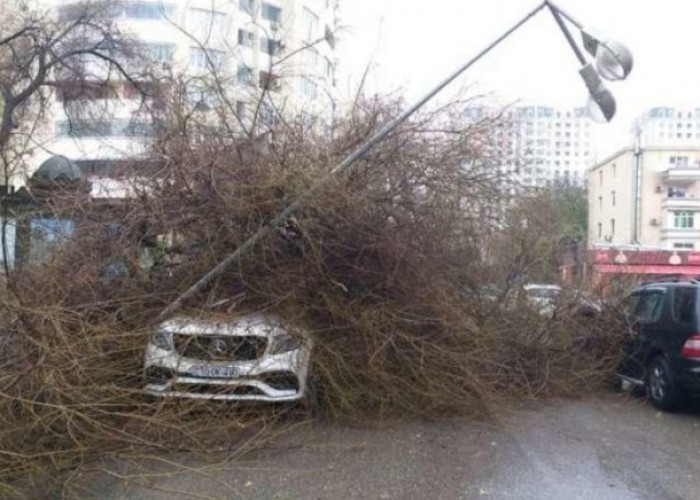 Bakıda ağac aşdı, avtobusların hərəkət sxemi dəyişdirildi