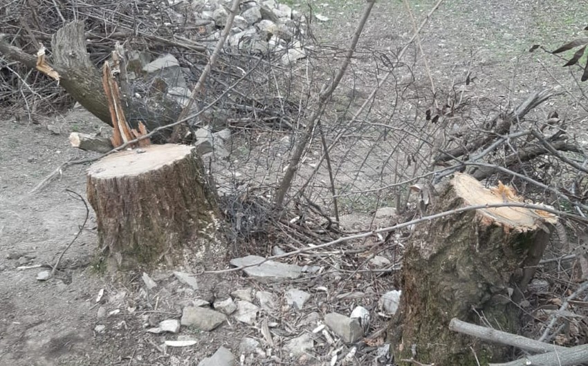 İki şəhər və üç rayonda ağaclar kəsilib - FOTOLAR
