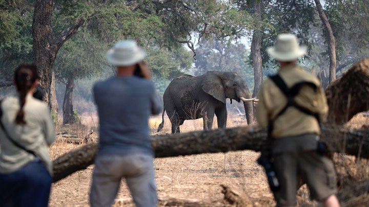 Rusiyalı zənginlər sanksiyalara görə Zimbabvedə safari turlarını dayandırırlar 