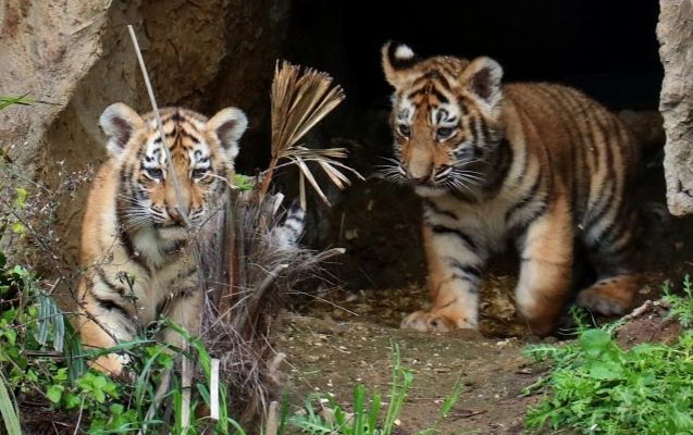 Bakı Zooparkında pələng balaları doğuldu - FOTO