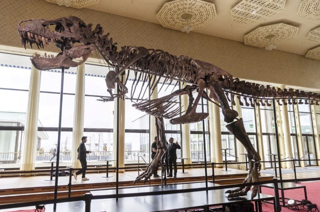 67 milyon illik dinozavr skeleti 6,2 milyon dollara satıldı - FOTOLAR