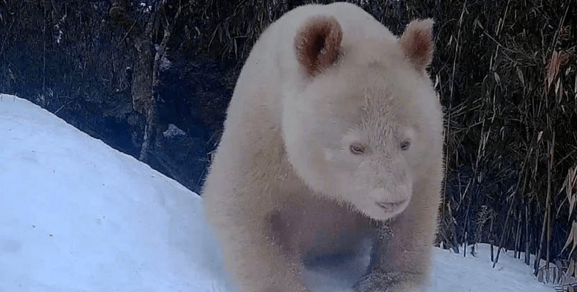 Dünyada nadir hallardan biri - Albinos panda görünüb - FOTO