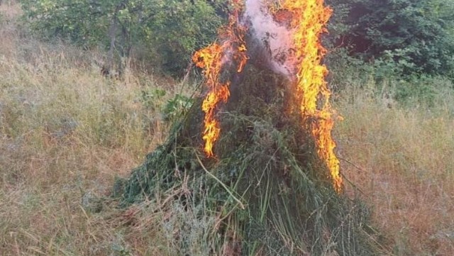 Xocavənddə 1,5 ton narkotik tərkibli bitki məhv edilib