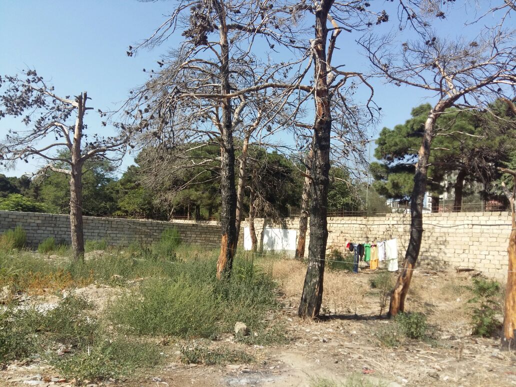 Bakıda tikinti şirkəti şam ağaclarını kəsdi