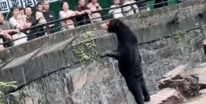 Adama oxşadılan ayını görmək üçün insanlar zooparka axın edir - VİDEO