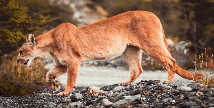 Ana 8 yaşlı qızını qışqırıqla puma hücumundan xilas etdi