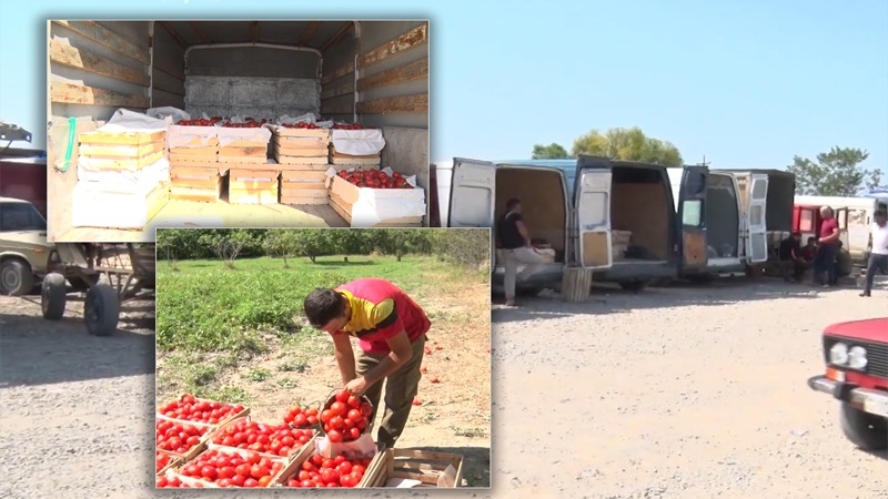 Pomidor almaq istəyənlərin nəzərinə: Kiloqramı 20 qəpik, yeşiyi 5 manat - VİDEO