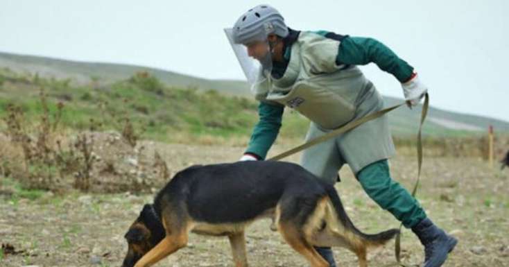 ABŞ Azərbaycana 5 minaaxtaran it verdi