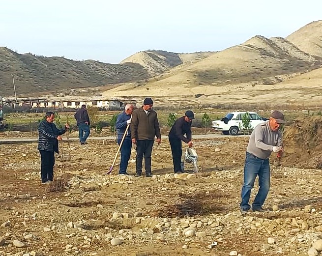 Göyçayda növbəti ağacəkmə aksiyası keçirildi - FOTOLAR