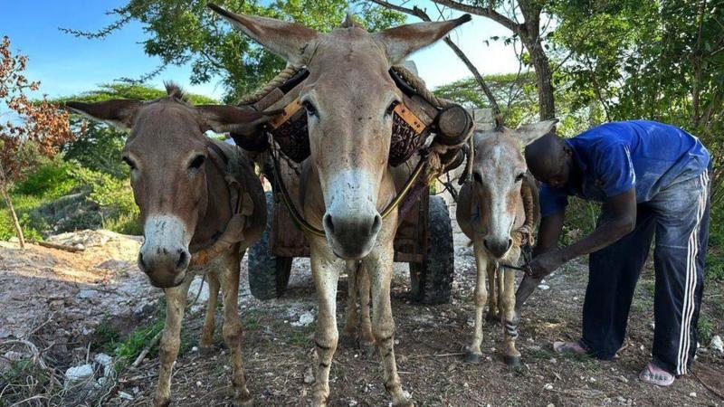 Dəridən hazırlanır, gənc saxlayır: Bu dərmana görə hər il dünyada milyonlarla eşşək öldürülür - FOTO