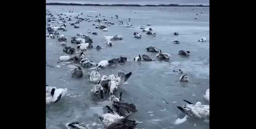Çin son 60 ildə rekord şaxtalarla mübarizə aparır