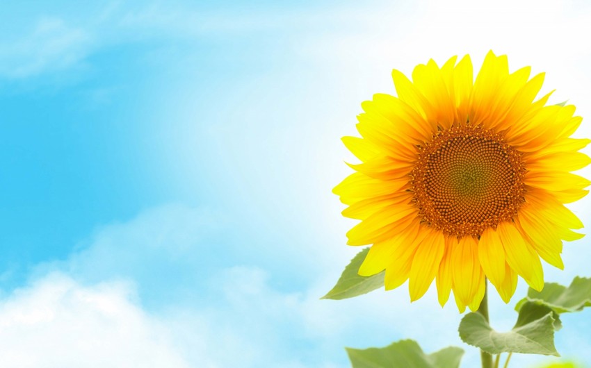 Son günlər temperatur iqlim normasından 6 dərəcə yuxarı OLDU